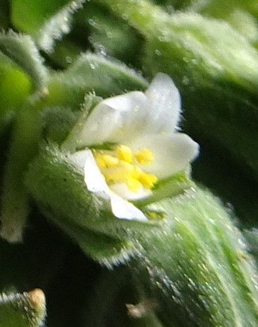 Cerastium peruvianum flower