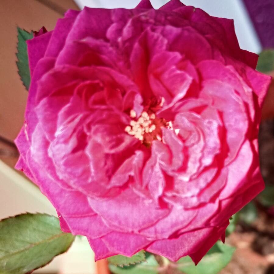 Rosa indica flower