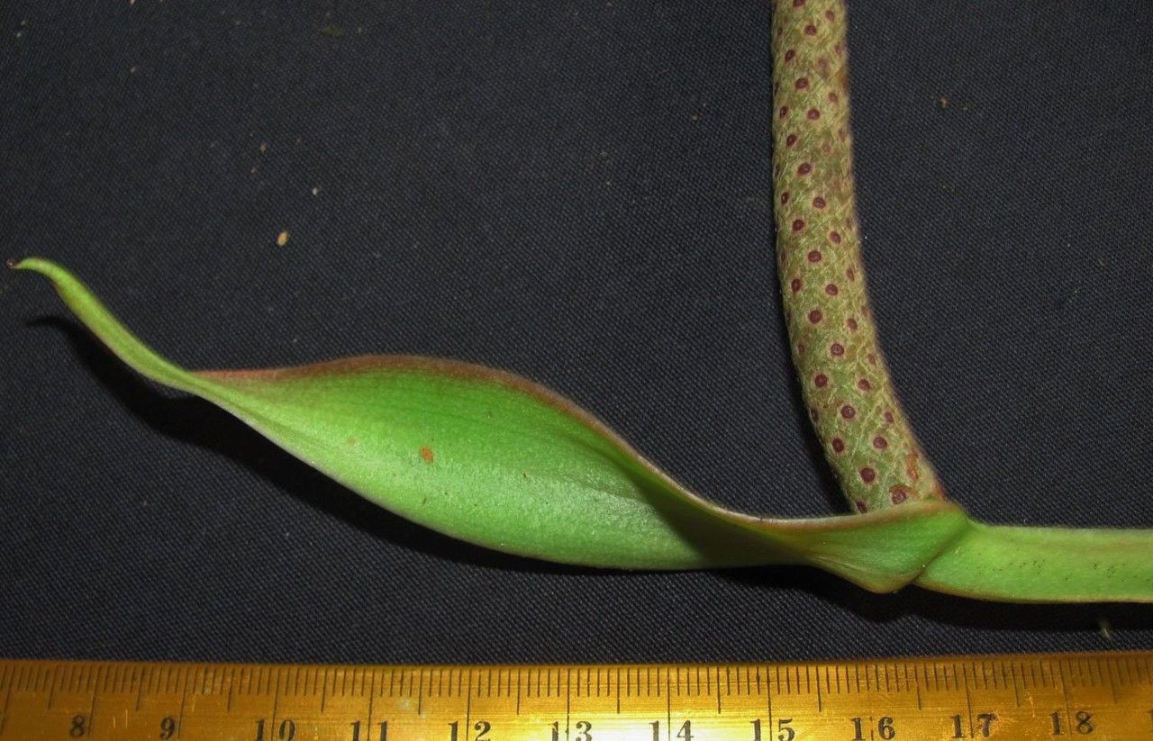 Anthurium alatipedunculatum