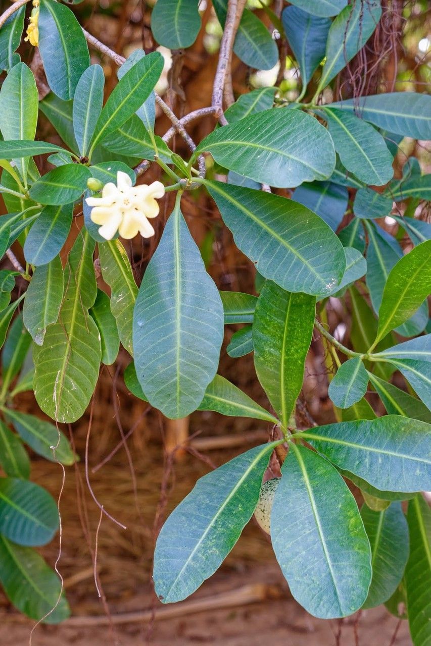 Voacanga thouarsii leaf
