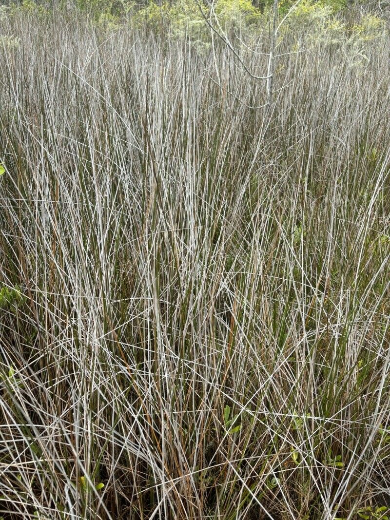 Juncus roemerianus leaf