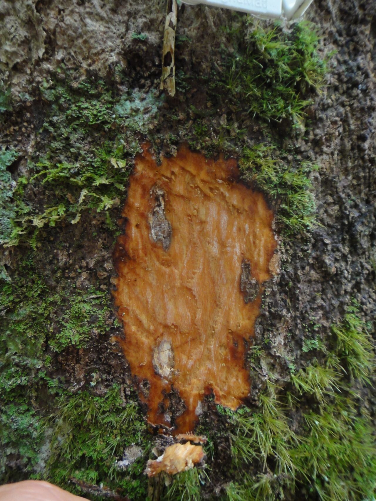 Guettarda baladensis bark