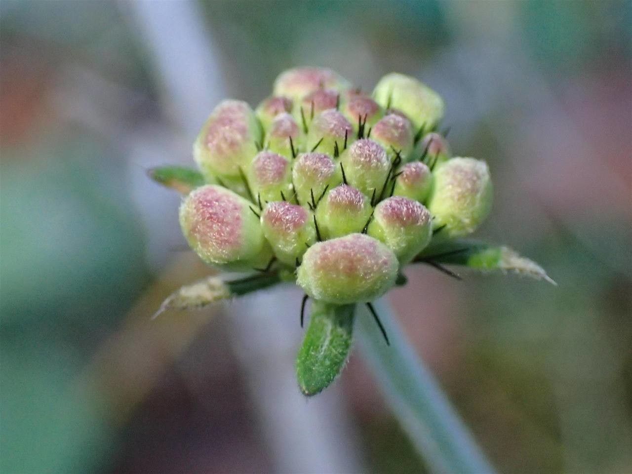 Scabiosa cinerea fruit