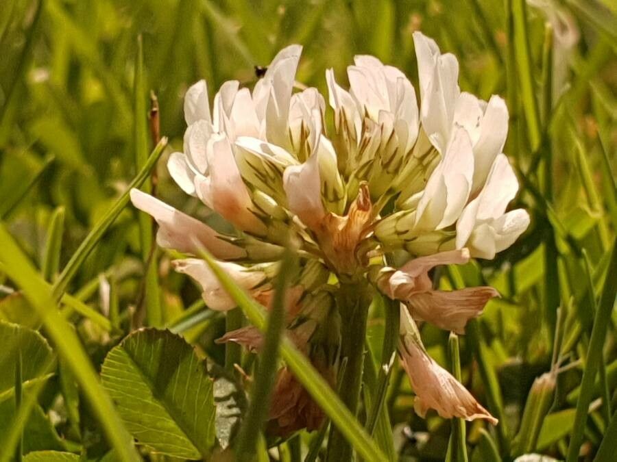 Trifolium pallescens flower