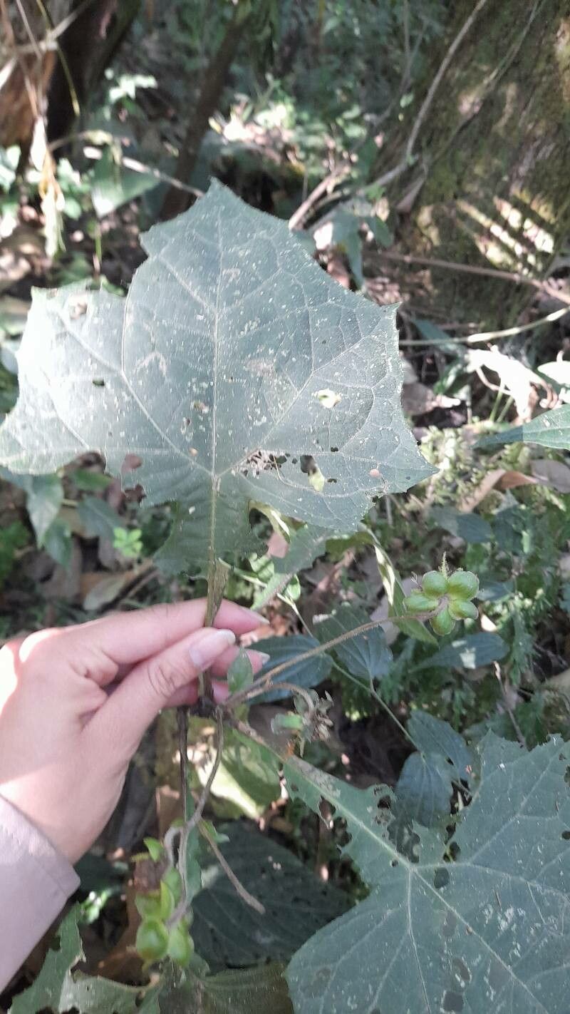 Smallanthus maculatus — related species from the same genus