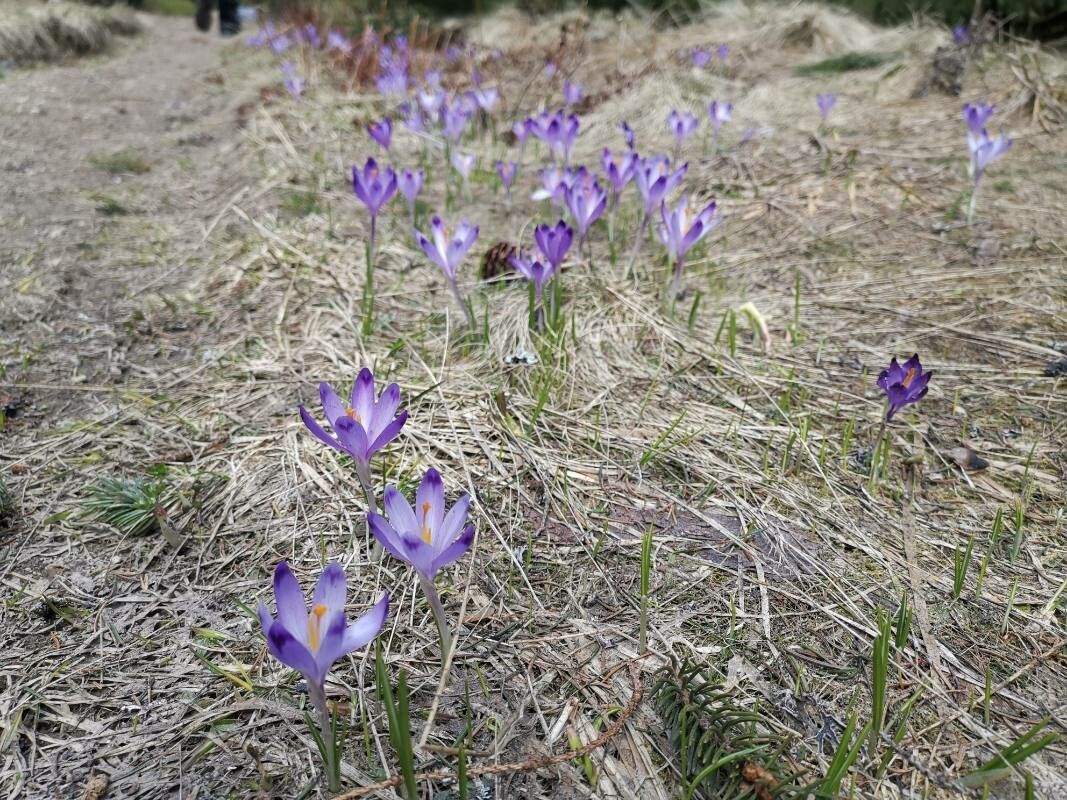 Crocus heuffelianus — search result for 'Crocus'