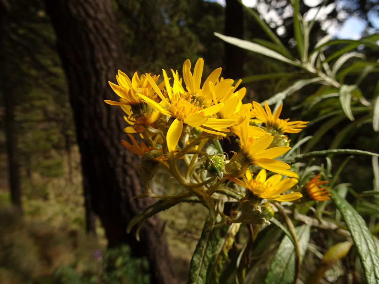 Senecio cinerarioides flower