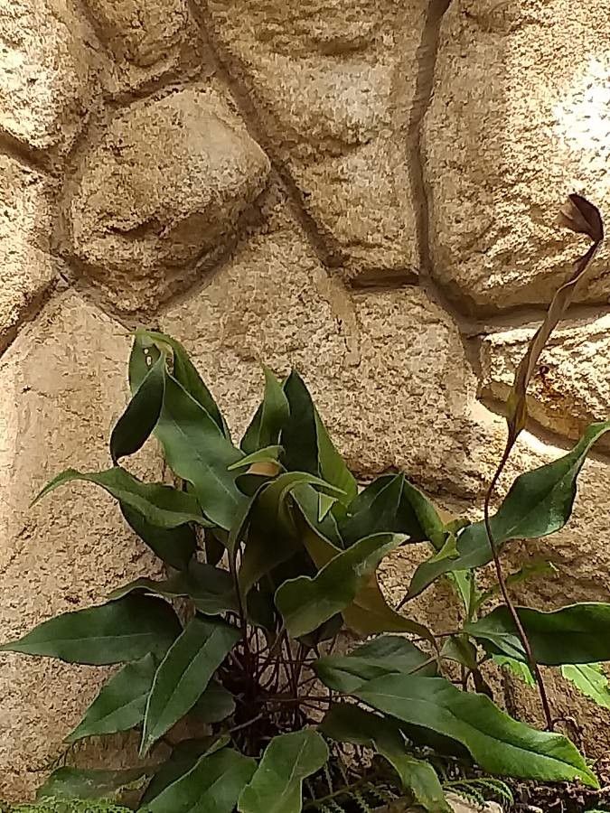 Pyrrosia lingua leaf