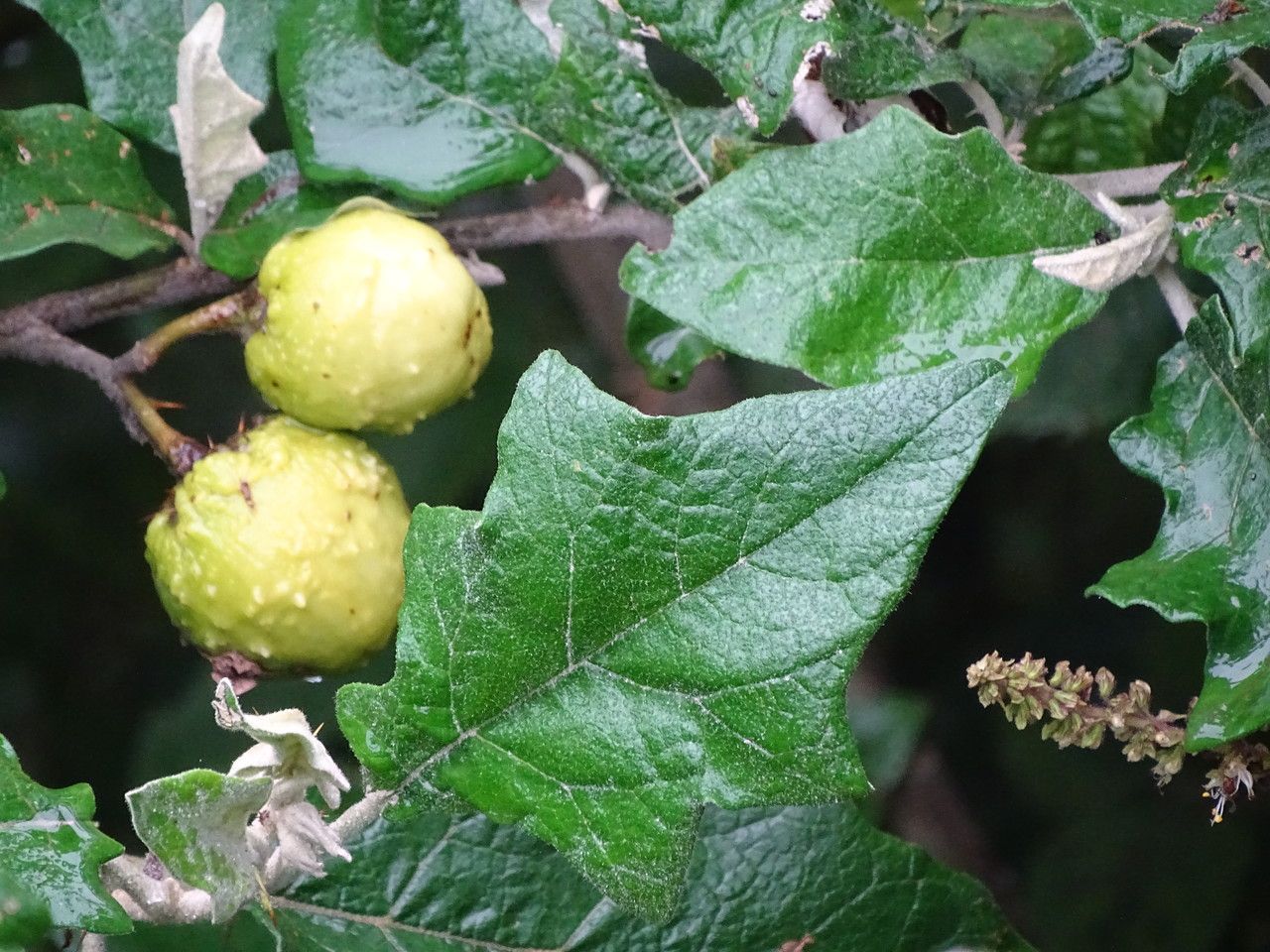 Solanum linnaeanum leaf