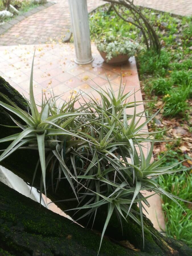 Tillandsia harrisii flower
