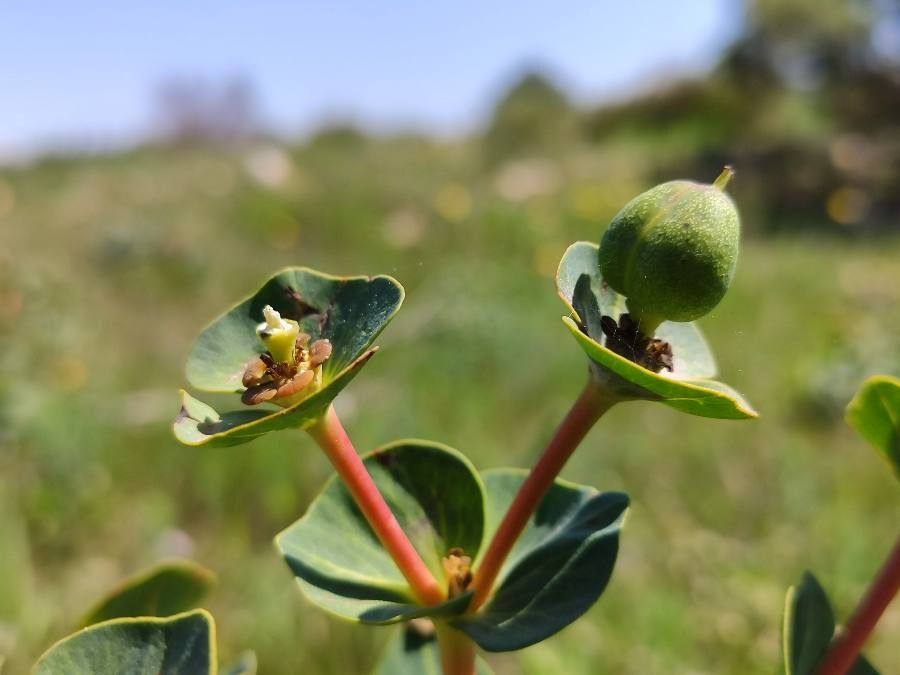Euphorbia isatidifolia flower