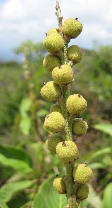 Croton scouleri — houseplant care guide