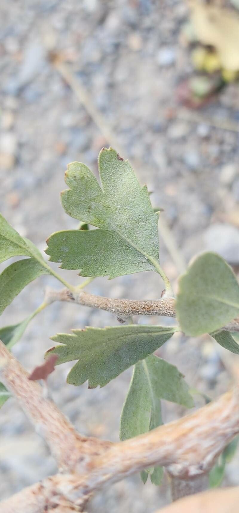 Crataegus pontica — search result for 'Crataegus'