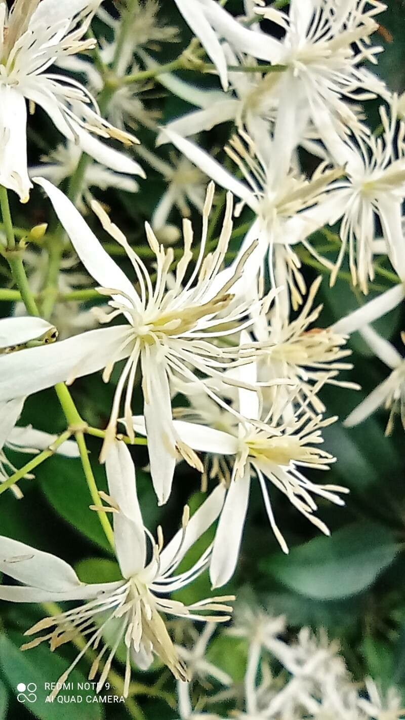 Clematis uncinata flower