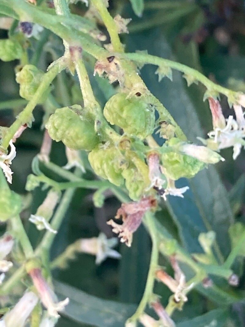 Heliotropium messerschmidioides fruit