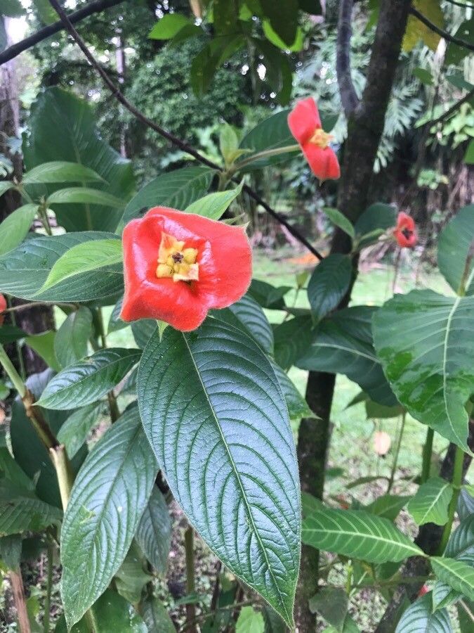 Psychotria poeppigiana flower