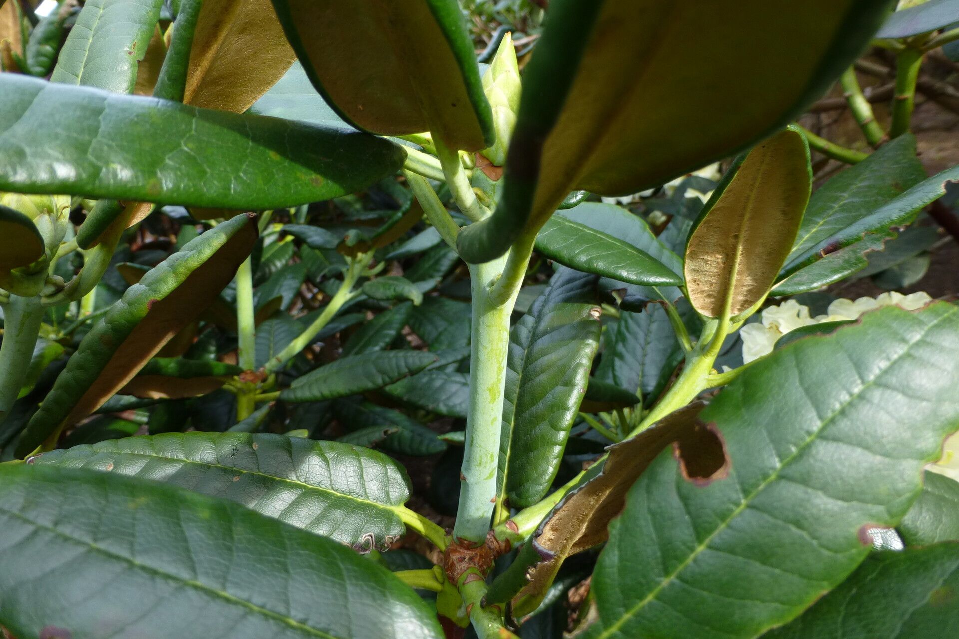 Rhododendron clementinae leaf