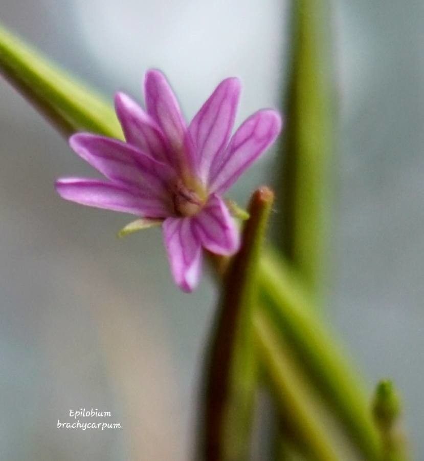 Epilobium brachycarpum flower
