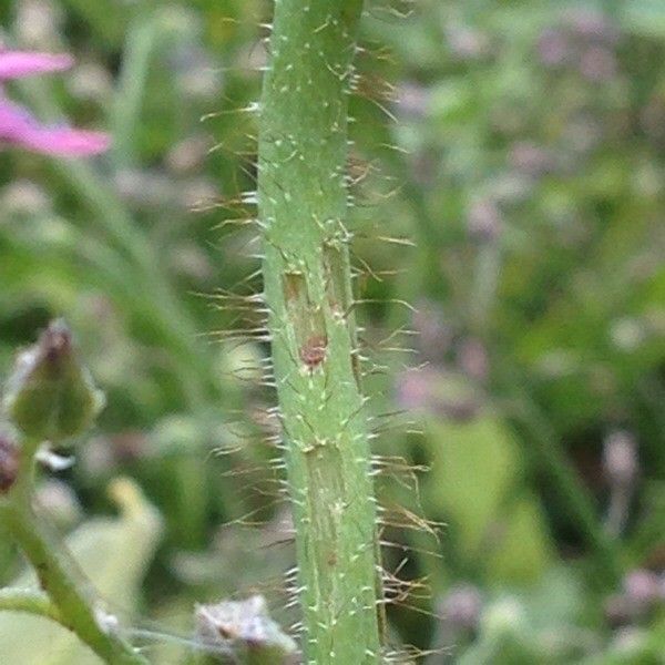 Papaver croceum bark