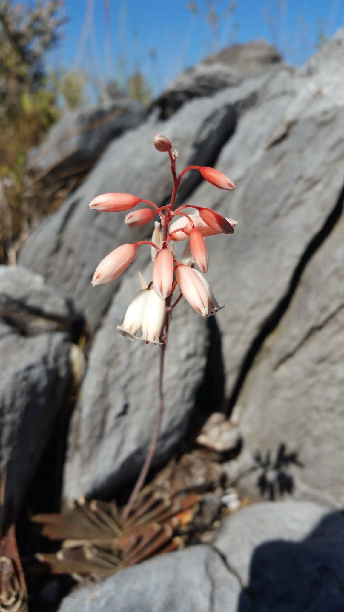 Aloe calcairophila flower
