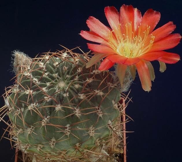 Echinopsis oligotricha — search result for 'Echinopsis'