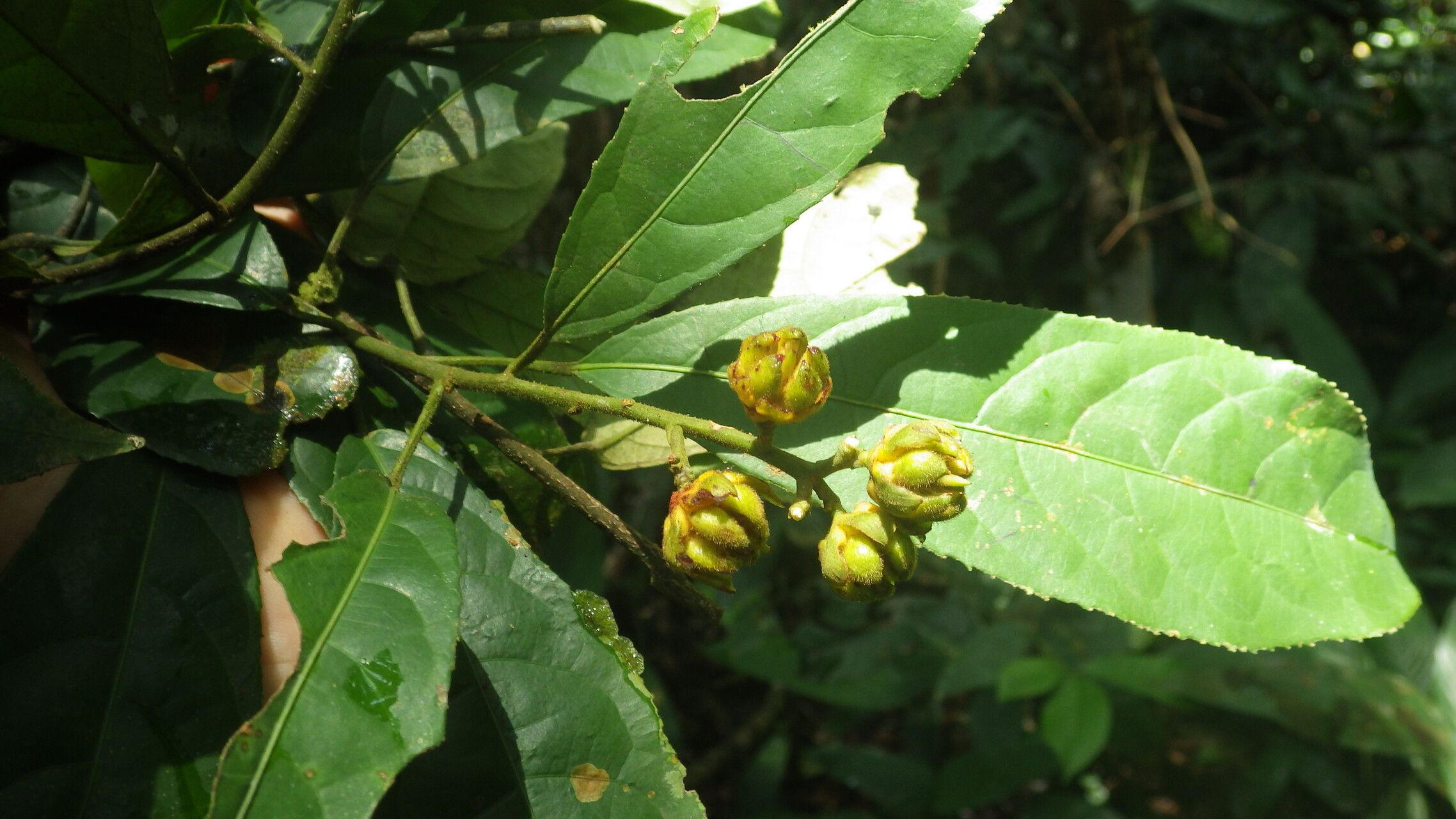 Rinorea longicuspis flower