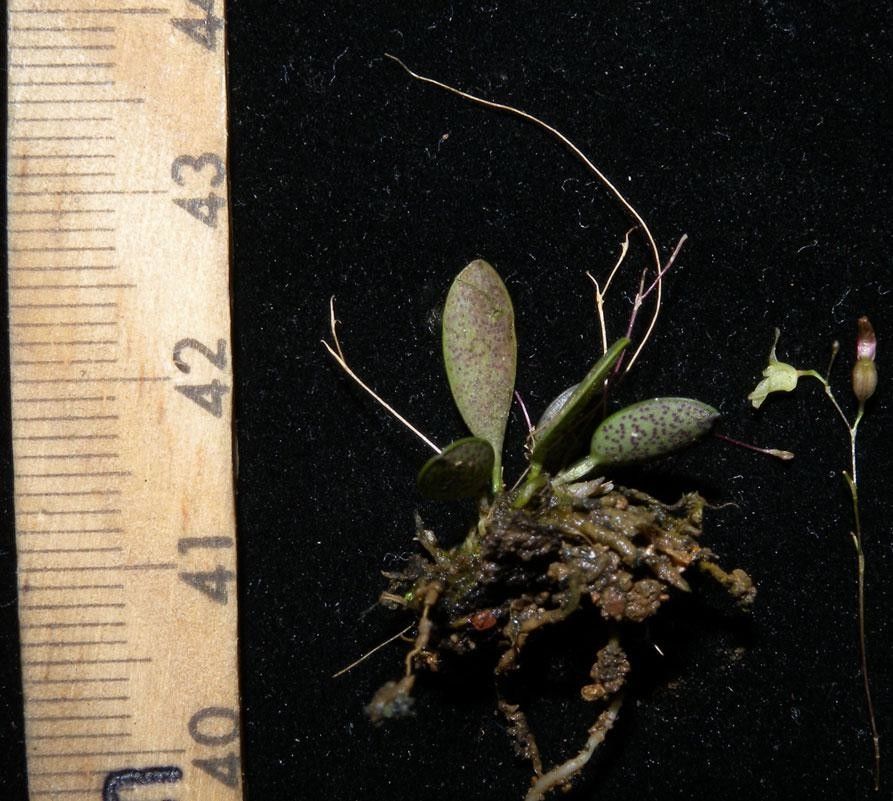 Specklinia lugduno-batavae other