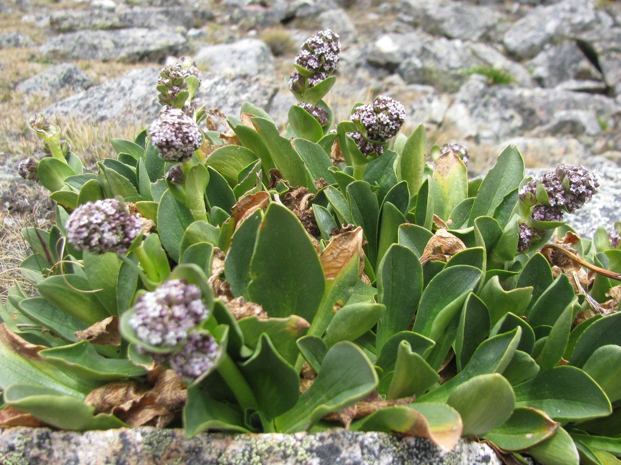 Valeriana nivalis habit