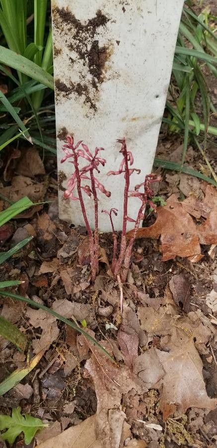 Corallorhiza wisteriana flower