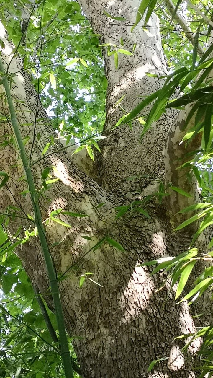 Platanus acerifolia bark