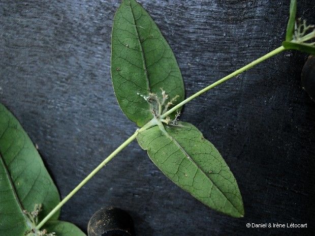Phyllanthus paucitepalus flower