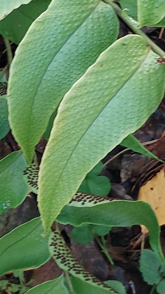 Cyrtomium caryotideum leaf