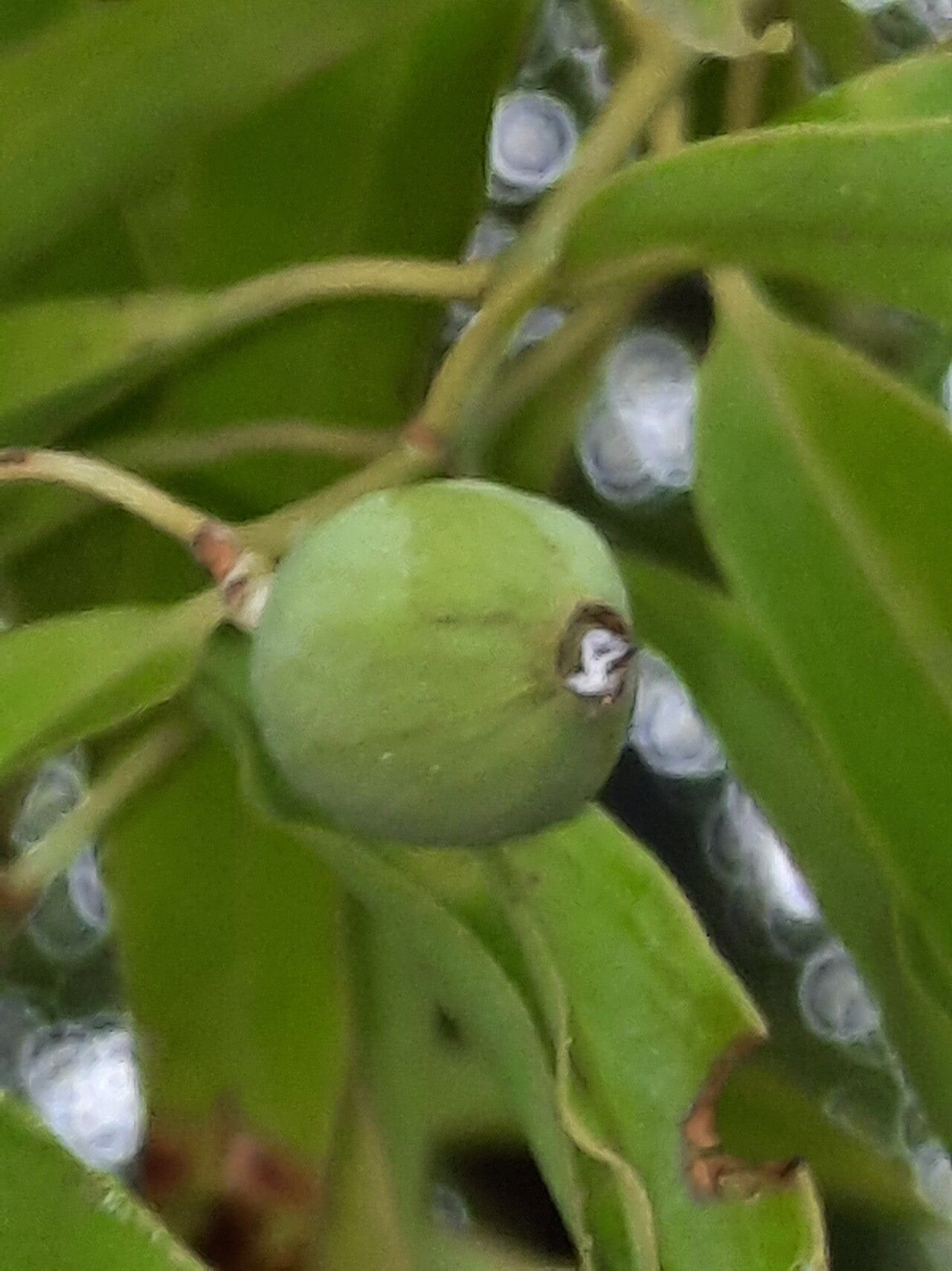 Santalum yasi fruit