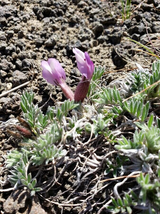 Astragalus purshii flower