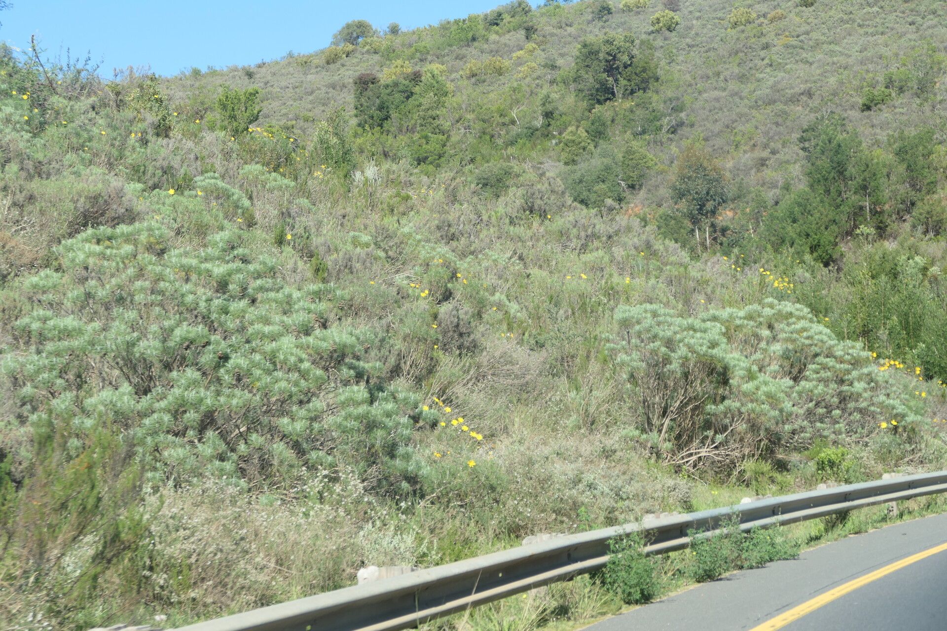 Euryops speciosissimus — search result for 'Euryops'