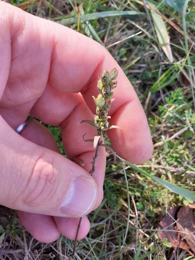 Odontites jaubertianus flower