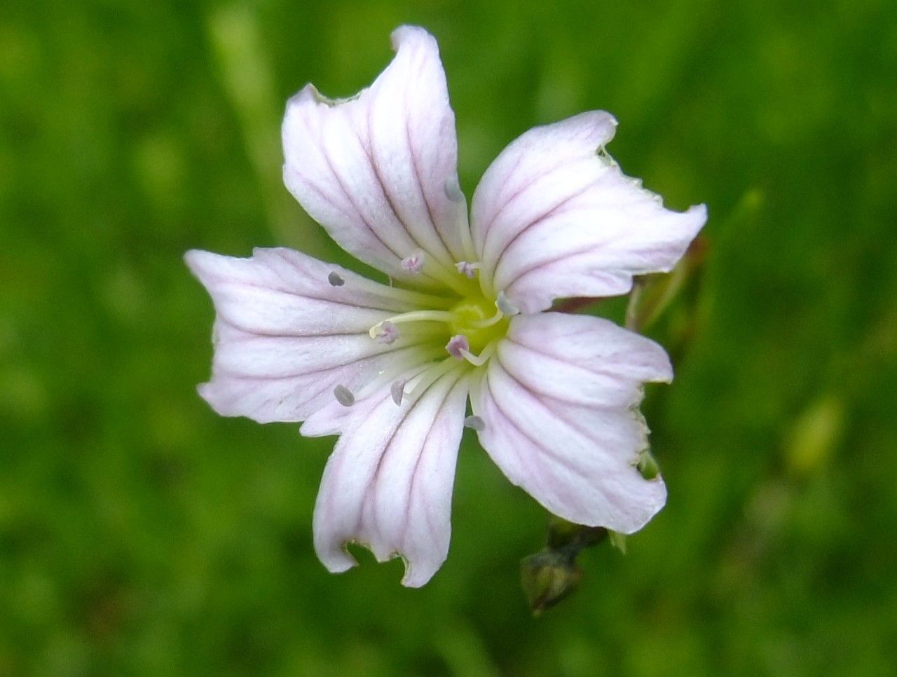 Gypsophila tenuifolia — search result for 'Gypsophila'