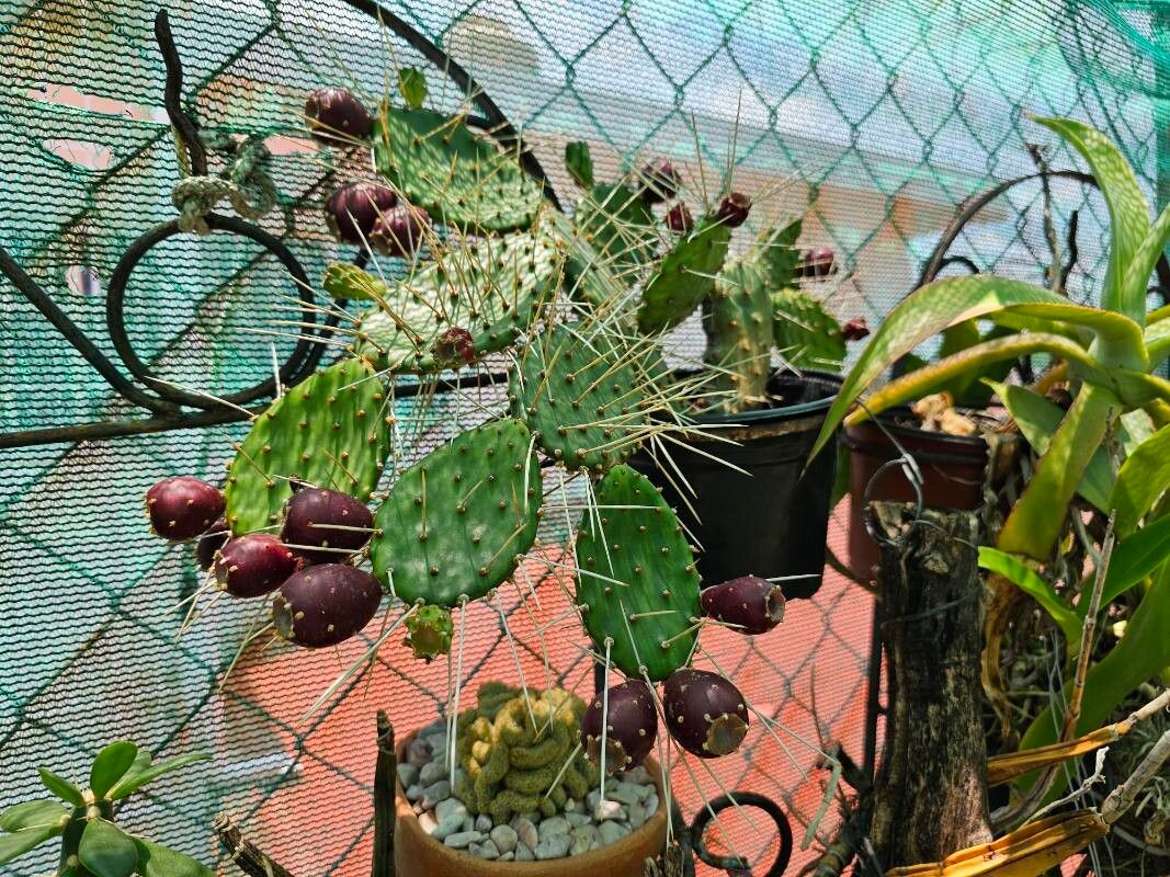 Opuntia decumbens — houseplant care guide