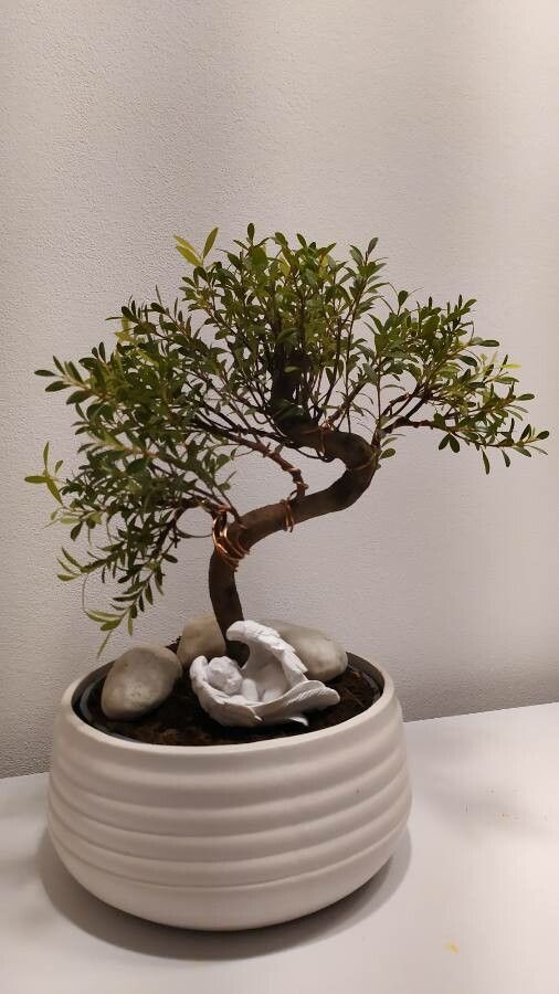 Syzygium pondoense — search result for 'Myrtaceae'