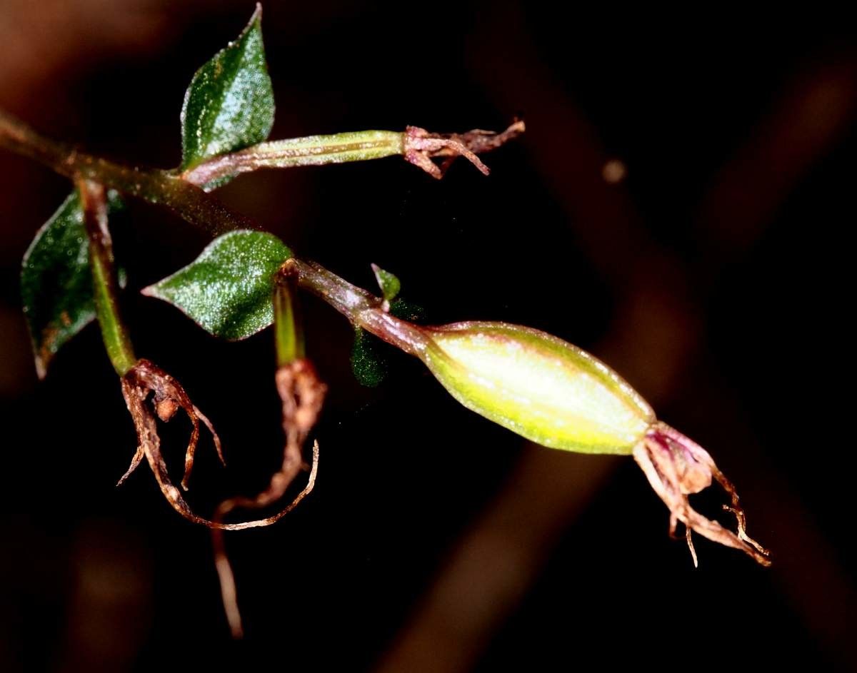 Acianthus veillonis fruit