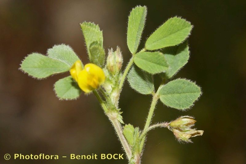Medicago tenoreana other