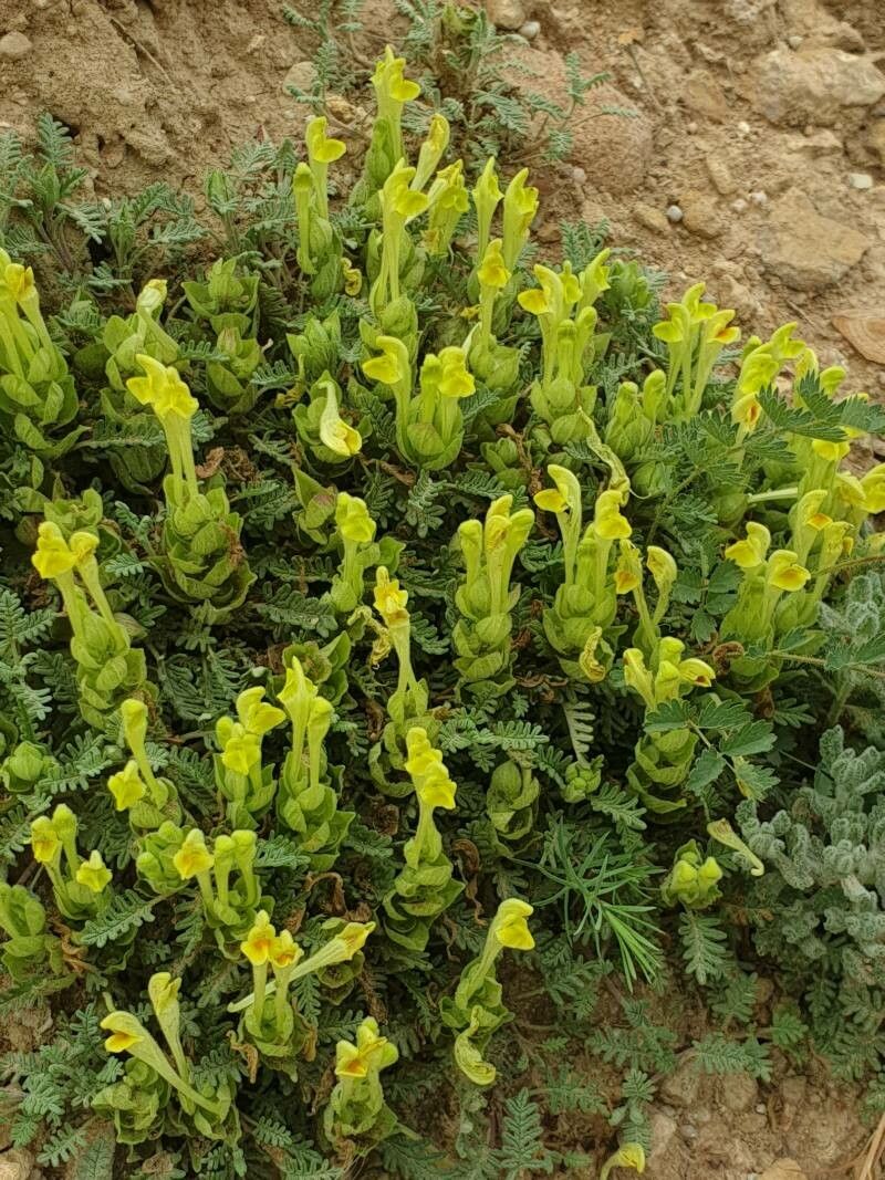 Scutellaria orientalis leaf