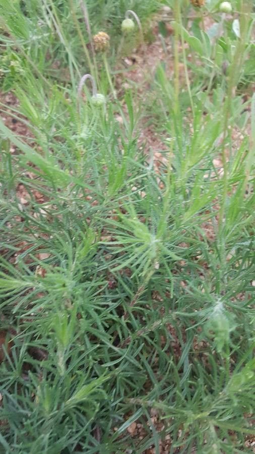 Anthemis tigreensis — search result for 'Anthemis'