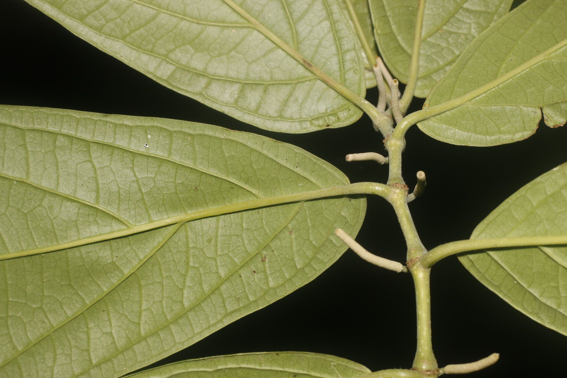 Piper barbulatum fruit