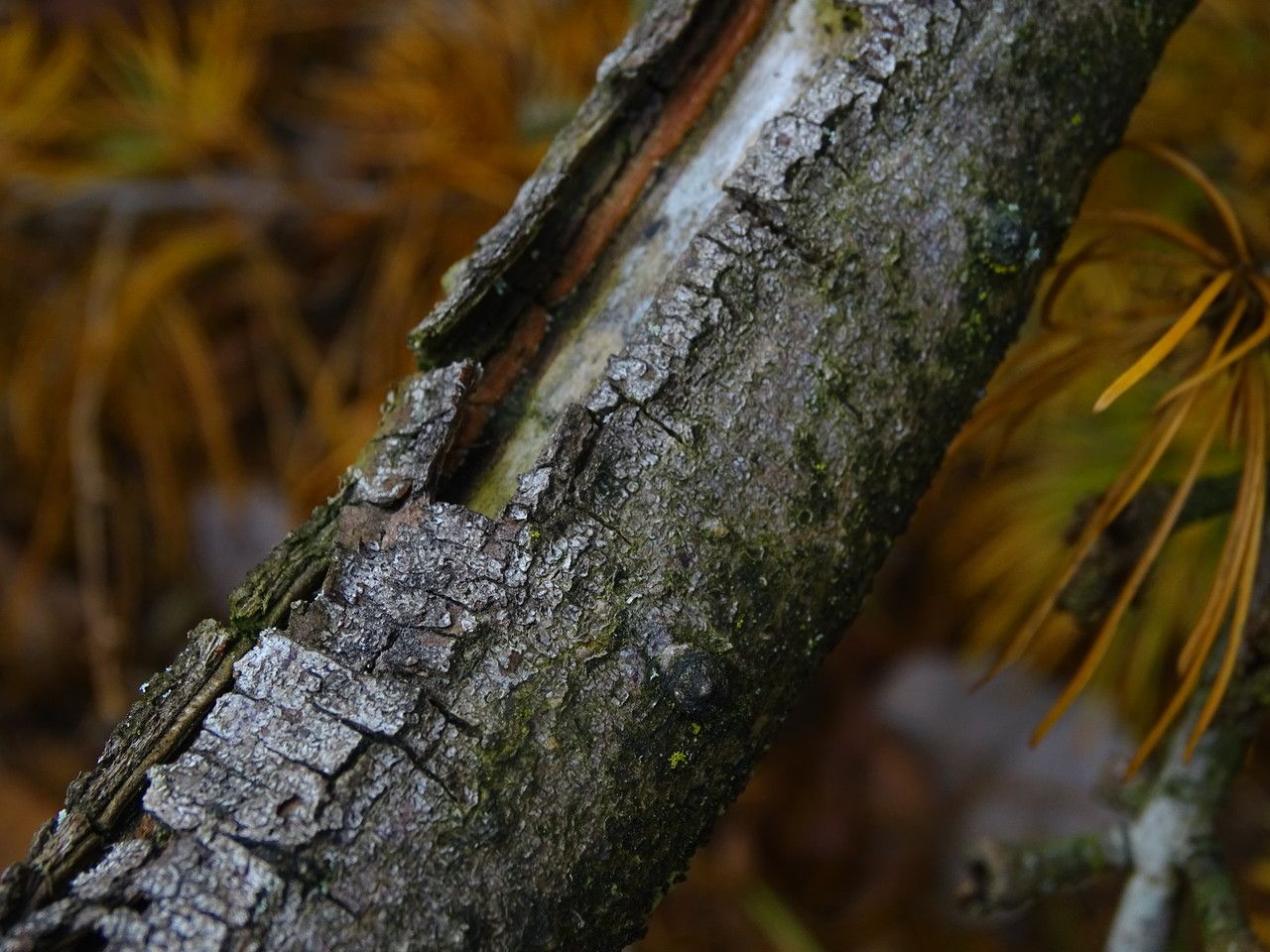 Pseudolarix amabilis bark