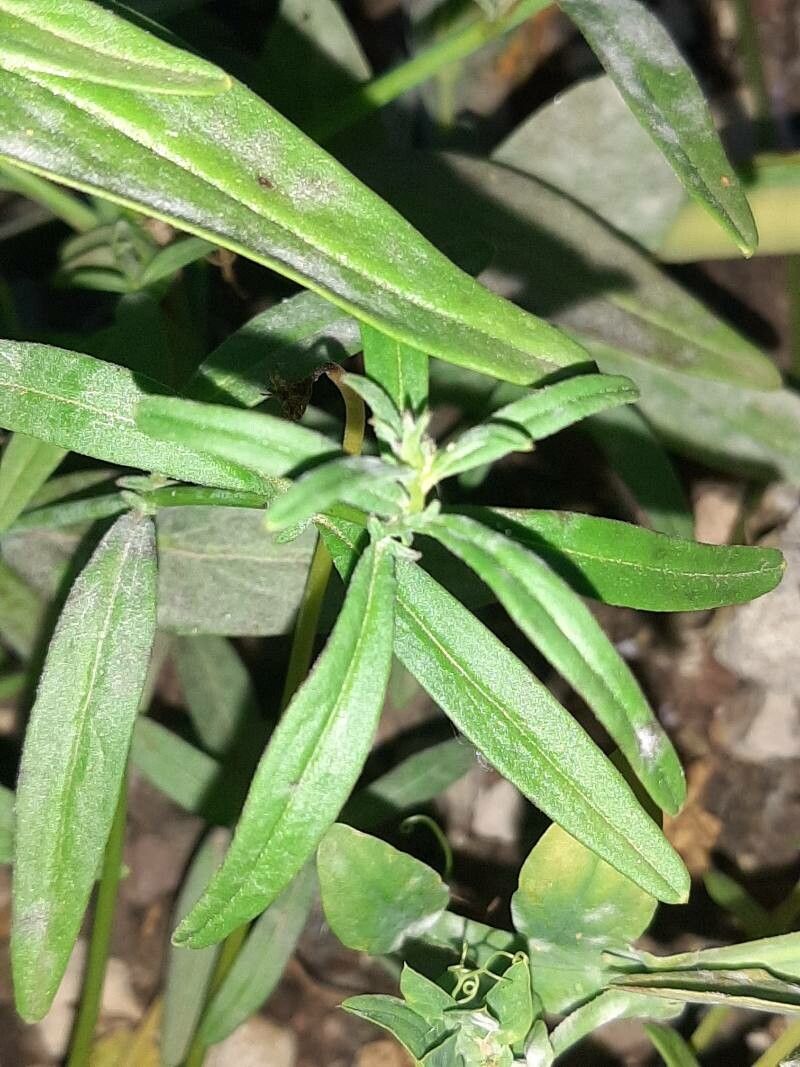 Misopates calycinum — related species from the same genus