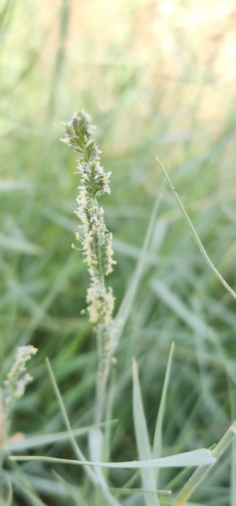 Aeluropus littoralis flower