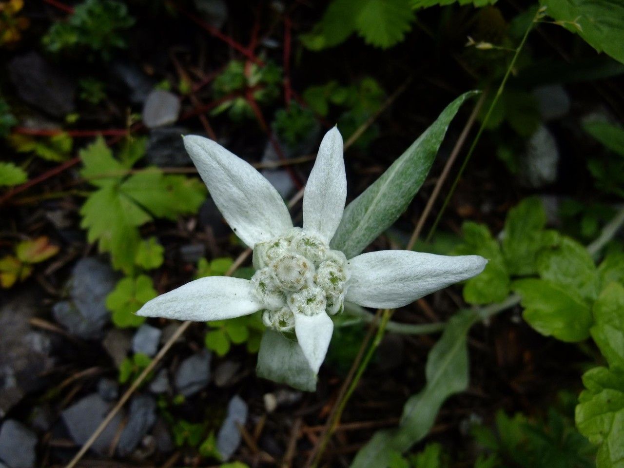 Leontopodium jacotianum flower