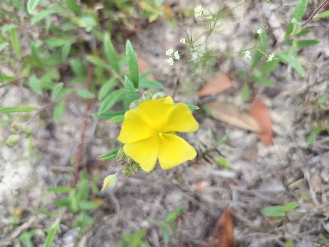 Crocanthemum corymbosum — houseplant care guide