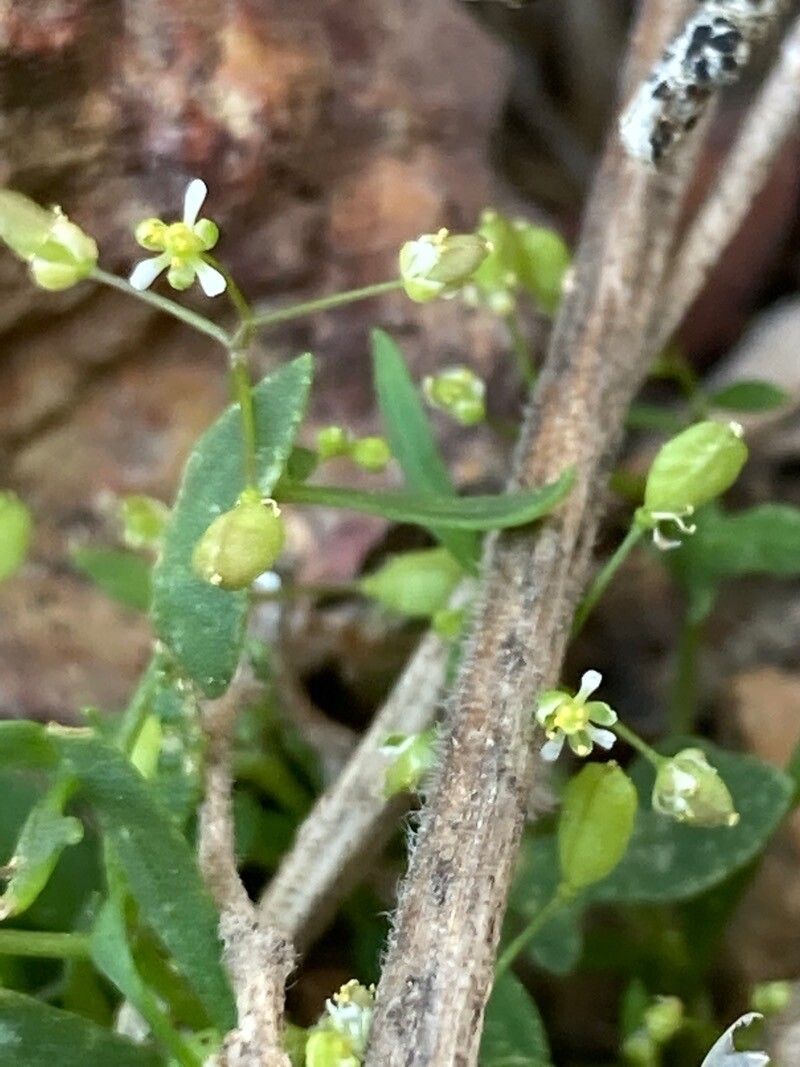 Hornungia procumbens flower